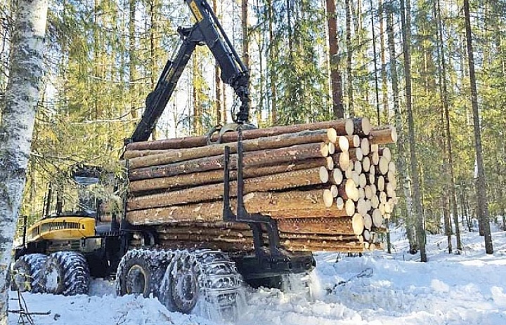 Правительство продлит поддержку лесопромышленных предприятий в 2023 году